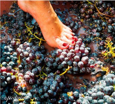 How to make wine "step by step" Wine Stomping, Grape Stomping, Pedicure Pictures, How To Make Wine, John 15 5, Grapes Of Wrath, Wine Art, Wine Making, Abstract Photography