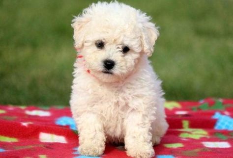 Bichon Frise Puppies For Sale | Puppy Adoption | Keystone Puppies Teddy Bear Dogs, Best Small Dog Breeds, Shichon Puppies, Bear Dogs, Dog Breeds That Dont Shed, Best Small Dogs, Teddy Bear Puppies, Cavachon Puppies, Bichon Frise Puppy