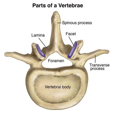 Vertebral Column Anatomy, Human Vertebrae, Vertebrae Anatomy, Trapped Nerve, Anatomy Of Human, Thoracic Spine Mobility, Lumbar Vertebrae, Axial Skeleton, Human Skeletal System