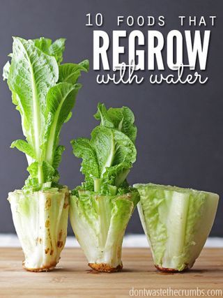 Gardening Trends — Ways to Improve Your Garden Lettuce Regrow, Regrow Lettuce, Regrow Celery, Gemüseanbau In Kübeln, Regrow Vegetables, Indoor Vegetables, Indoor Vegetable Gardening, Paneer Tikka, Gardening Trends