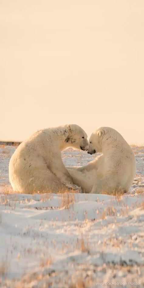 Polar Bear Astethic, Polar Bears Wallpaper, Polar Bear Aesthetic, Bears Aesthetic, Bears In Love, Polar Bear Wallpaper, Bear Aesthetic, Two Bears, Bear Love