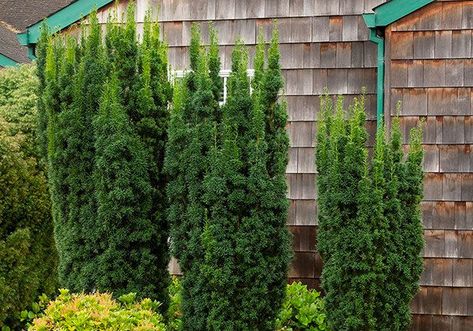 Yew Trees and Shrubs | PlantingTree.com - PlantingTree Hicks Yew, Golden Euonymus, Red Twig Dogwood, Canadian Hemlock, Yew Tree, Twig Dogwood, Privacy Plants, Evergreen Plants, Lake Landscape