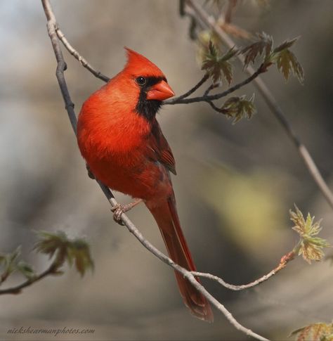 Bird Identification, Beautiful Wallpapers For Iphone, Northern Cardinal, Sunflower Pictures, Cardinal Bird, Skull Painting, Cardinal Birds, Red Bird, Bird Pictures