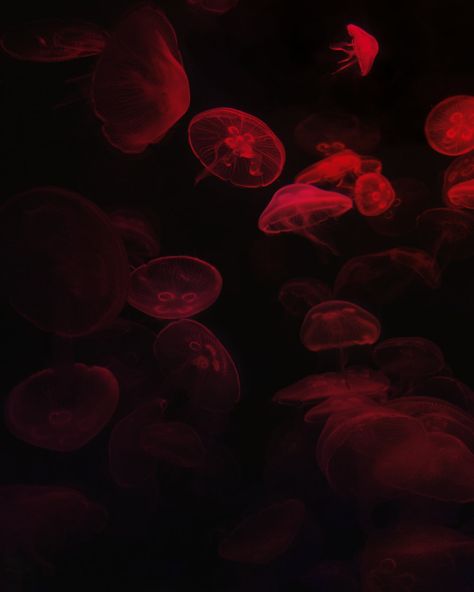 Dark Red Icons Aesthetic, Wallpaper Ideas Iphone, Impressive Wallpaper, Wallpaper Horizontal, Blood Wallpaper, Red And Black Wallpaper, Red Icons, Dark Red Wallpaper, Red Jelly