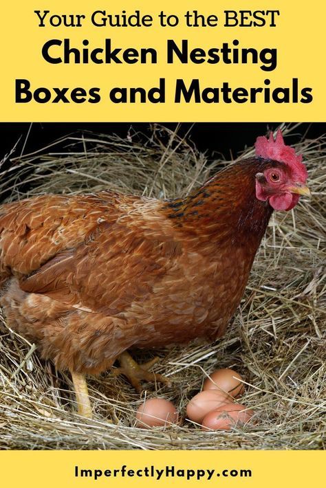 Everything you want to know about your laying hens nesting boxes and materials. The guide specifically for chickens on the homestead or backyard farm. What Can Chickens Eat, What To Feed Chickens, Herbs For Chickens, Chicken Nesting Boxes, Modern Homesteading, Urban Chickens, Chicken Health, Chicken Eating, Laying Hens