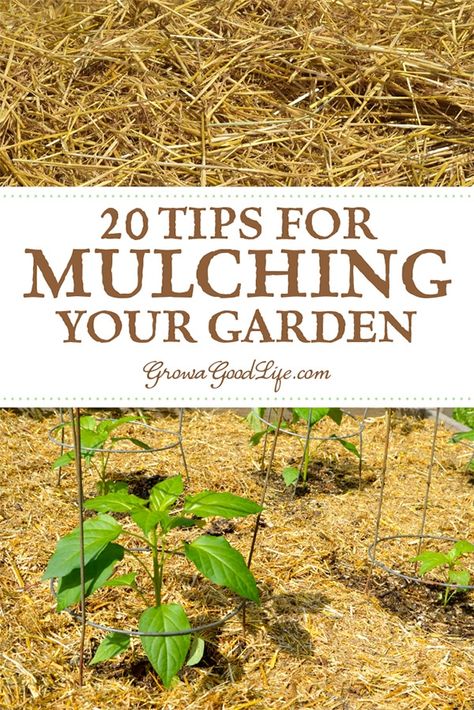 Fruit Growing, Garden Mulch, Urban Homestead, Garden Pest Control, Organic Vegetable Garden, Kew Gardens, Garden Pests, Flowers Garden, Organic Vegetables