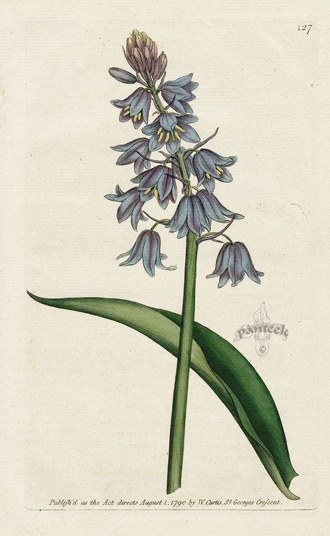 Scilla Campanulata. Bluebell from William Curtis Botanical Magazine 1st Edition Prints Vol 1-6 1787 Floral Drawing, Scientific Illustration, Botanical Drawings, Vintage Botanical, Antique Prints, Botanical Illustration, Botanical Art, Vintage Images, Botanical Prints