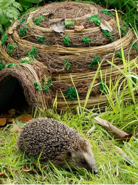 Animals Tattoo, Hedgehog House, Bug Hotel, Insect Hotel, Wildlife Garden, A Hedgehog, Garden Animals, Wildlife Gardening, Have Inspiration