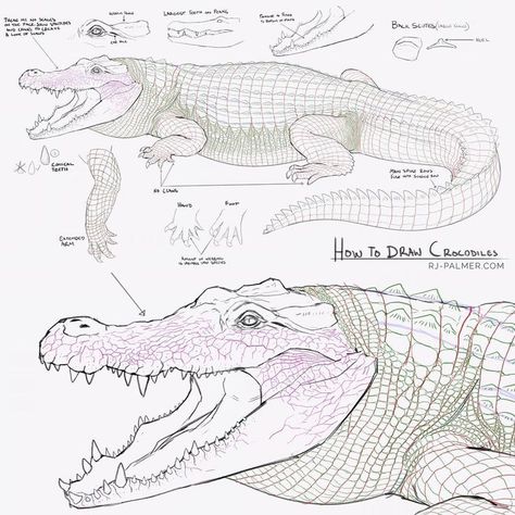 I was asked for tips on drawing crocodiles. Let me know if you have any questions. I hope this is helpful, crocs can be daunting to draw. I know it's small here, hit @ arvalis on twitter or DeviantArt to see it larger. #sketch #drawing #crocodile #tutorial #howto #alligator #creaturedesign #conceptart #anatomy #scales Drawing Crocodile, Rj Palmer, Tips On Drawing, Alligators Art, Animals Drawing, Drawing Animals, Animal Study, Drawing Studies, Animal Drawing