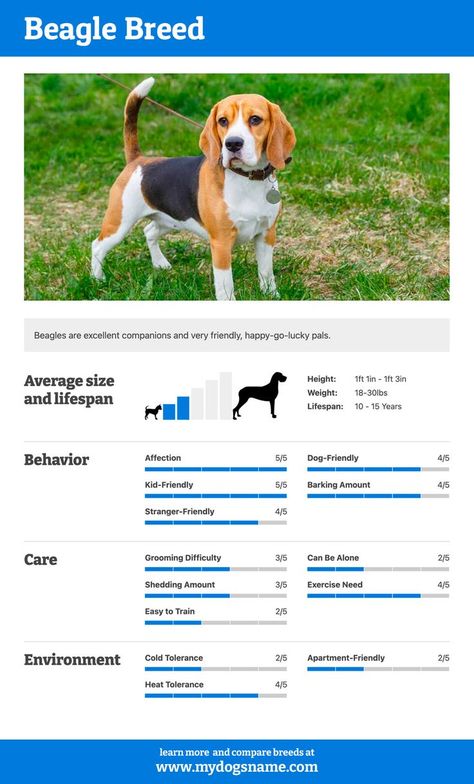 The Beagle is a happy, friendly canine companion. With our Beagle breed guide, you'll discover everything you need to know about this lovable pup. For example, how much does a Beagle shed? How much exercise do they require? Are they easy to train? You'll get all this information and much more. #dogs #puppies #beagle Beagle Dog Facts, Beagle Breeds, Dog Breeds List, Dog Facts, Best Dog Breeds, Beagle Puppy, Beagle Dog, Pet Training, Canine Companions