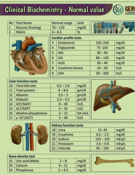 Liver Function Test Normal Values, Kidney Function Test, Liver Function Test, Normal Values, Lab Technician, Liver Function, Biology Notes, Biochemistry, Health Science