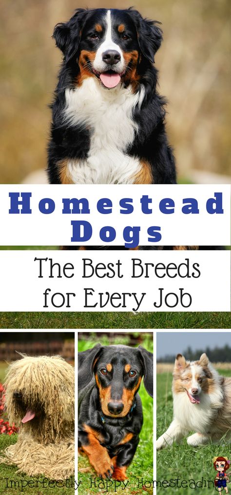 Homestead Dogs - the best breeds for every job. Working dog breeds on your homestead, hobby farm, backyard and urban homesteads. Working Dog Breeds, Farm Backyard, Ras Anjing, Homesteading Animals, Working Dogs Breeds, Dandie Dinmont Terrier, Homestead Farm, Anatolian Shepherd, Future Farms