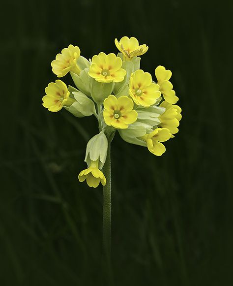 Cowslip: Primula veris Cowslips Flower, Primula Flower, Primula Veris, Live Earth, Skull Flowers, Cat Skull, Botanical Beauty, Flower Skull, Reference Photos