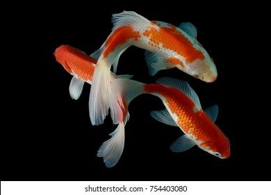 Koi Fish Gold Silver Red Black Stock Photo (Edit Now) 752685604 Koi Fish Side View, Fish Side View, Koi Fish Gold, Robo Fish, Red Koi Fish, Fish Sides, Fish Sketch, Koi Painting, Koi Art