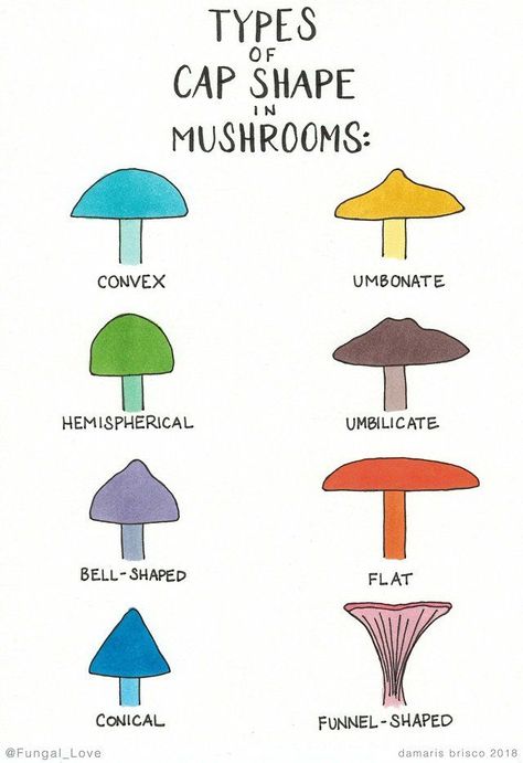 Mushroom Things, Types Of Caps, Conversation Questions, Early Childhood Centre, Mushroom Pictures, Mushroom Cultivation, Slime Mould, Plant Book, Creative Drawing Prompts