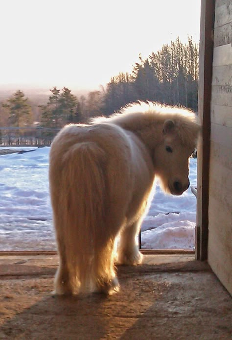 (image) Beauty & Love comes in all sizes. "Hey, I'm not fat, I'm just short for my size!" Miniature Ponies, Mini Horses, Miniature Horses, Cute Ponies, Shetland Pony, Baby Horses, Mini Horse, Miniature Horse, Cute Horses