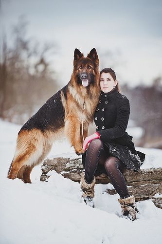 GSD German Shepherd And Owner Photography, German Shepherd Photoshoot With Owner, German Shepherd Photoshoot, Business Poses, Doberman Pinscher Blue, Pet Photography Poses, Dog Foto, Doberman Pinscher Puppy, German Shepherd Pictures