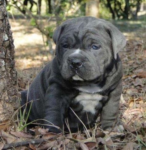 English Bulldog Puppies Gray Pitbull Bully, English Bulldog Care, Bulldogs Puppies, Camo Rings, Pitbull Dog Breed, Neapolitan Mastiff, Cute Puppy Breeds, Bulldogs English, Lots Of Dogs