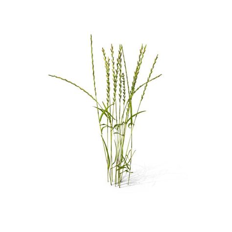 Perennial Rye-grass (Lolium Perenne) by PixelSquid360 Perennial Greenery, Wheat Tattoo, Rye Grass, Embroidery Monogram, 3d Modelling, Plant Design, Rye, Perennials, Wheat