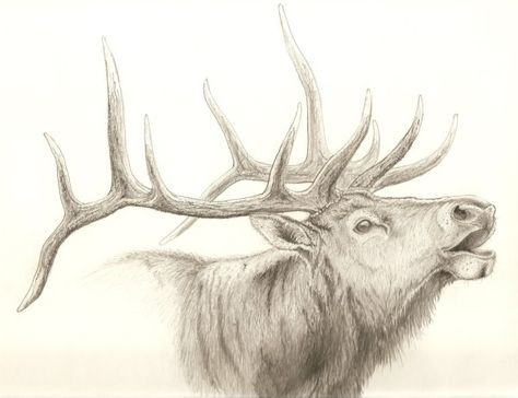 Elk+Drawings | Some of my work Elk Drawing, Hunting Drawings, Elk Tattoo, Iphone Background Inspiration, Elk Pictures, Deer Sketch, Deer Wallpaper, Bull Elk, Eagle Pictures