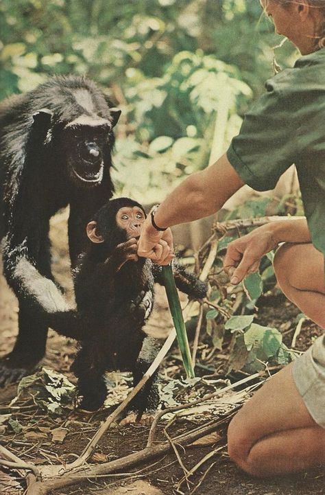 Wildlife Biologist, Animal Conservation, Jane Goodall, Great Ape, Animal Science, Nature Conservation, Living Things, Wildlife Conservation, National Geographic Photos