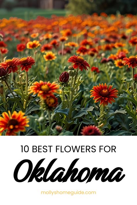 Discover the best flowers for Oklahoma gardens with these drought-resistant plants that are Oklahoma Proven. Whether you're looking to create a vibrant flower selection or a serene shade garden design, these plants are ideal for Oklahoma's climate. From colorful blooms to lush foliage, find the perfect plants for your Oklahoma garden plans. Explore Flowers for Oklahoma and Plants for Oklahoma to create a beautiful and sustainable garden that thrives in any conditions. Oklahoma Front Yard Landscaping, Oklahoma Native Flowers, Oklahoma Garden, Shade Garden Design, Flower Varieties, Drought Resistant Plants, Native Plant Gardening, Best Flowers, Drought Resistant