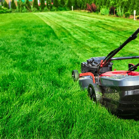 Lawn Mowing Doylestown PA - Expert Care for Your Lawn Achieve a perfectly manicured lawn with our professional lawn mowing services in Doylestown, PA. Contact us today for a free consultation! https://lawncareinpennsylvania.com/lawn-mowing-doylestown-pa/ Common Lawn Weeds, Lawn Striping, No Mow Grass, Spring Lawn Care, Garden Rake, Growing Lavender, Types Of Grass, Lawn Service, Tree Care