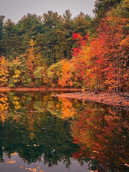 Brilliant red and orange autumn leaves rejected in a woodland forest pond. Massachusetts in October Lake In Autumn, Fall Forest Aesthetic, Autumn Forest Aesthetic, Senior Pictures Places, Forest In Fall, Autumnal Forest, Autumn Gardening, Forest Pond, Maple Forest