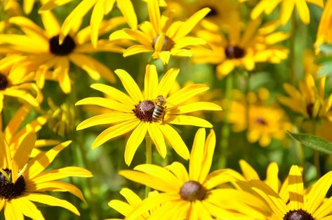 We’re buzzing over these beautiful blooms. Plants To Attract Bees, Lili Estefan, Bee Friendly Garden, Raising Bees, Bee Supplies, Lavender Seeds, Gardening Inspiration, Attracting Bees, Bee Friendly