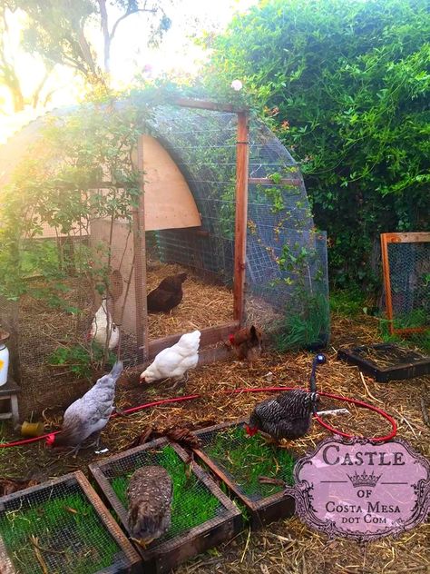 Chicken Composting, Cattle Panel Trellis, Panel Trellis, Chicken Runs And Coop, Walk In Chicken Run, Chicken Fence, Cattle Panels, Chicken Pen, Chicken Coop Run