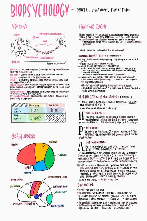 Psychology AQA A Level biopsychology How The Brain Works Psychology, Study Psychology Notes, How To Revise For Psychology, Good Notes Psychology, Psychology Student Tips, Psychology Notes University, Aqa Alevel Psychology, Psychology Aqa A Level, Ap Psychology Brain Project