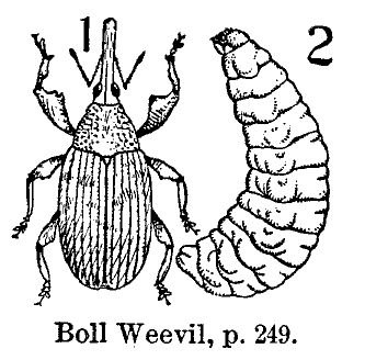 Weevil Drawing, Weevil Tattoo, Garden Tattoos, Tattoo Time, Bug Tattoo, Cotton Boll, Decorative Paintings, Scientific Name, Tattoo Illustration