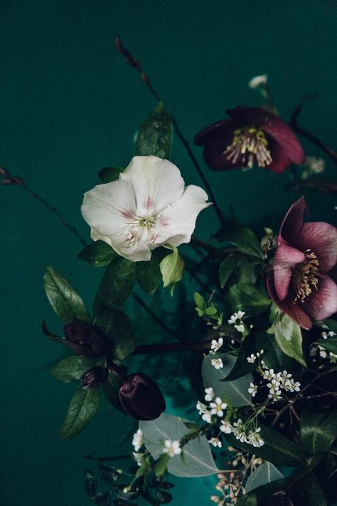 Winter Hellebores by Swallows & Damsons Flower Bouquet Aesthetic Dark, Flower Bouquet Aesthetic, Witch Inspiration, Bouquet Aesthetic, Bouquet Champetre, Aesthetic Winter, Flowers Beautiful, Winter Flowers, Swallows