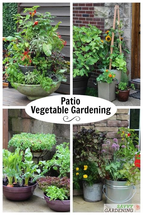 Learn how to plant, tend, and harvest a patio vegetable garden to grow fresh, homegrown vegetables in a small amount of space. All you need is a sunny spot, some pots, soil, and the right varieties of plants. #vegetablegardening #containergardening Patio Garden Vegetable, Zen Vegetable Garden, Patio Veggie Garden Ideas, Deck Garden Ideas Vegetables, Condo Garden Ideas, Deck Garden Ideas, Small Space Vegetable Garden, Small Vegetable Garden Design, Apartment Homestead