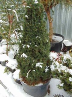 Alberta Spruce, Overwintering, Garden Umbrella, Spruce Tree, Soil Layers, Plant Protection, Yard Design, Garden Soil, House Plant