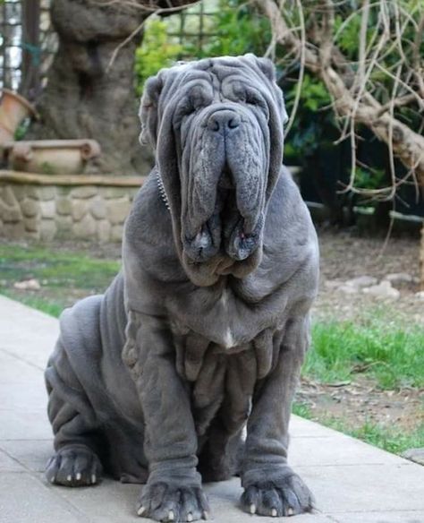 Top 10 Biggest Dogs In The World | Large Dog Breeds | Big Dog Breeds | Huge Dogs | Tallest Dogs What is the biggest dog breed on the entire planet? Have you ever stopped to wonder what are the biggest dogs in the world? Before you can make a list, you must define what you mean by biggest. While some dog breeds are exceptionally tall, if you specify the biggest dog breed in the world as the heaviest, Dog Breeds Big, Worlds Biggest Dog, Worlds Largest Dog, Mastiff Dog Breeds, Big Dogs Breeds, Biggest Dog In The World, Neapolitan Mastiff, Biggest Dog, Tallest Dog