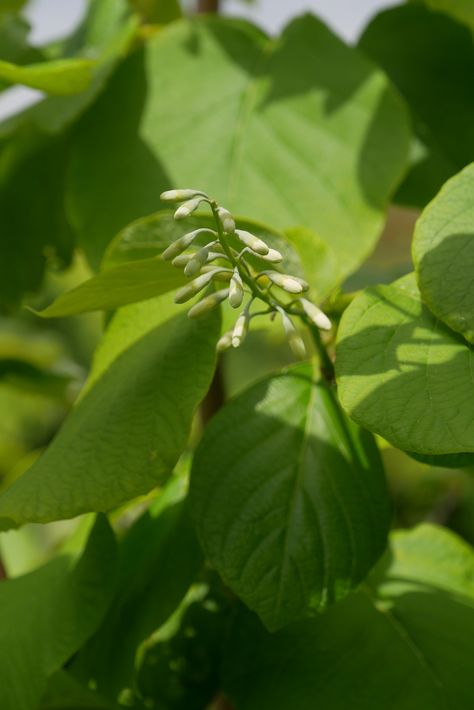 Styrax obassia, The small flowers are already visible. Blooms from June. It's a very large shrub or medium-size to large tree with a broad ovoid to round crown. The tree usually blossoms very abundantly making it very bee friendly. The flowers are followed by hard, ovoid, white to yellowish hairy drupes with a dark green calyx. Styrax Obassia, Garden Types, Large Tree, Bee Friendly, Fragrant Flowers, Reddish Brown, Types Of Soil, Flowering Trees, Landscape Architect