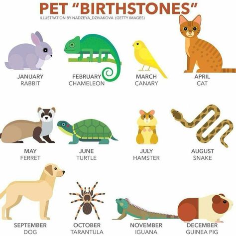 What is your "birthstone"? #VetTechLife Birth Month Symbols, National Holiday Calendar, Veterinary Humor, Birth Animal, Month Animals, Zodiac Signs Animals, Native American Animals, Your Month Your, List Of Animals