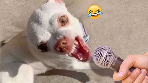 OMG! These Funny Dogs Can Sing And Talk| Pets Island Mad Face, Wait A Minute, All About Animals, Big Dog, You Mad, Excuse Me, Beautiful View, Dog Show, Police Department