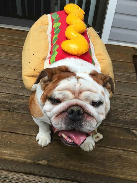 Tank is so proud of his hot dog  disguise! Getting ready for Halloween!😂 Dog Costumes Homemade, Baby Dog Costume, Baby English Bulldogs, Pig Costumes, Puppy Costume, Diy Dog Costumes, Bull Dogs, Ready For Halloween, Fluffy Dogs