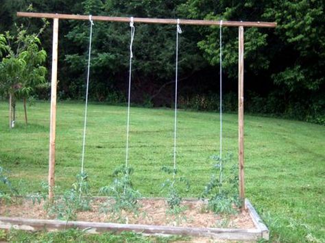 Tomato Trellis. tie clothesline to the bottom of the tomato plant and secure to top beam to keep straight String Trellis For Tomatoes, Tomato Support Ideas, String Trellis, Squash Trellis, Tomato Gardening, Tomato Support, Growing Vegetables In Pots, Tomato Trellis, Growing Tomato Plants