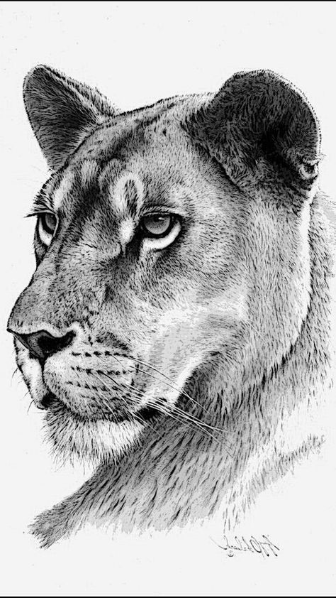 Lioness Pencil Drawing, Lion Sketch Realistic, Lioness Sketch Drawings, Female Lion Sketch, Lion Tattoo Female, Lionesses Tattoo, Lion Drawing Realistic, Animals Sketches Pencil, Female Lion Drawing