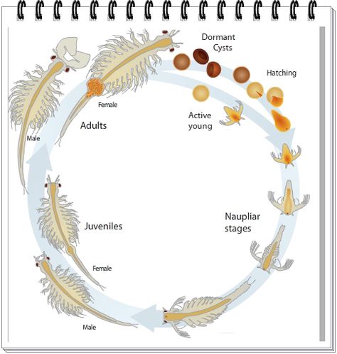 best site. artemia salinas life cycle. Fairy Shrimp, Pet Shrimp, Vernal Pool, Shrimp And Eggs, Sea Monkeys, Brine Shrimp, Lincoln County, Animal Science, Learning Science