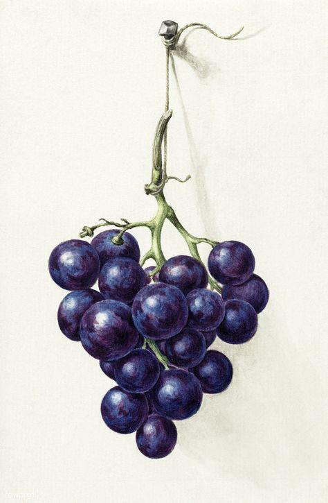 Grape Drawing, Grape Painting, Prismacolor Art, Bunch Of Grapes, Watercolor Fruit, Antique Illustration, Fruit Painting, 수채화 그림, Grape Bunch