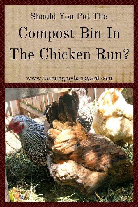 Should You Put Your Compost Bin in the Chicken Run? - Farming My Backyard Chicken Manure Compost, Chicken Composting, Manure Composting, Urban Chicken Farming, How To Compost, Farm Hacks, Chicken Raising, Chicken Manure, Chicken Poop