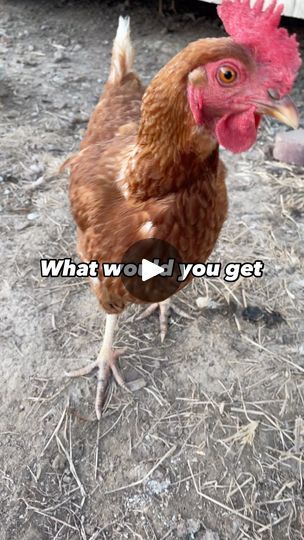 15K views · 3.6K reactions | What would you get if  #dadjoke #dadjokes #chicken #backyardchickens #megasaurus #dinosaur #poultry #hens #eggs #joke #haha #farming #chickens #chickensofInstagram #hilarious #lol #crazychickenlady #crazychickenman #laugh #chickenlife #petchickens #hensofinstagram #happyhens #freerangechickens #animals #farmjokester | Farm Jokester | maplebacon_vizsla · Original audio Anti Chicken Jokes, Jokes About Chickens, Chicken Memes, Funny Chicken Memes Hilarious, Farm Memes Humor, Chicken Life, Crazy Chicken Lady, Free Range Chickens, Pet Chickens