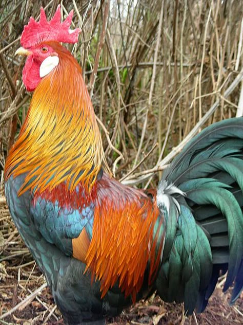 brown leghorn like grandpa raised :) Leghorn Rooster, Best Laying Chickens, Leghorn Chickens, Laying Chickens Breeds, Best Egg Laying Chickens, Laying Chickens, Chicken Poop, Types Of Chickens, Egg Laying Chickens