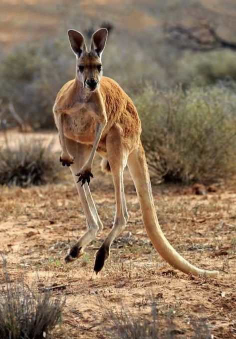 Kangaroos can jump over 27 feet in one bound. Kangaroo Jumping, Kangaroo Jumps, Male Seahorse, Tarantula Hawk, African Antelope, Australia Animals, Komodo Dragon, Survival Instinct, Interesting Animals