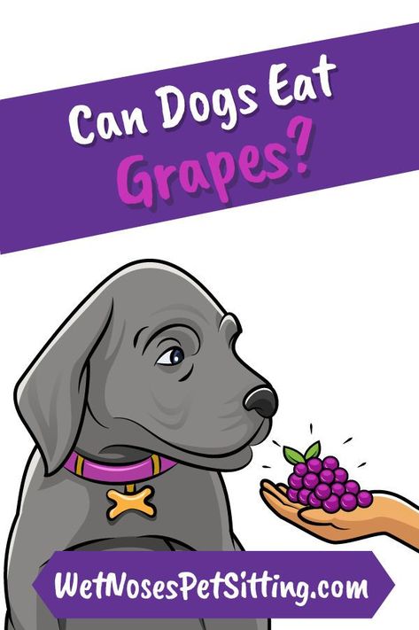 No, dogs cannot eat grapes. Grapes and raisins are toxic to dogs and you should never give your dog grapes. Can Dogs Eat Grapes, Toxic To Dogs, Human Food, Can Dogs Eat, Emergency Room, Dog Eating, Happy And Healthy, Dog Health, Dog Care