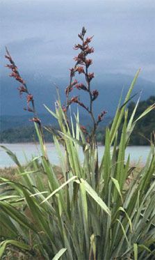 Flax. Photo: P. Gerbeaux. Nz Flax Plants, New Zealand Flax Plant, Coco Tattoo, Tattoo Giveaway, Wetland Plants, Nz Beach, New Zealand Flax, New Zealand Tattoo, Fern Tattoo